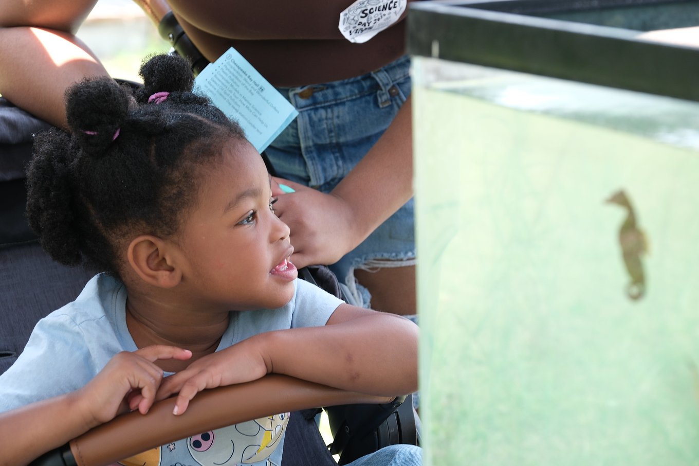 Captivated by a seahorse at Marine Science Day.