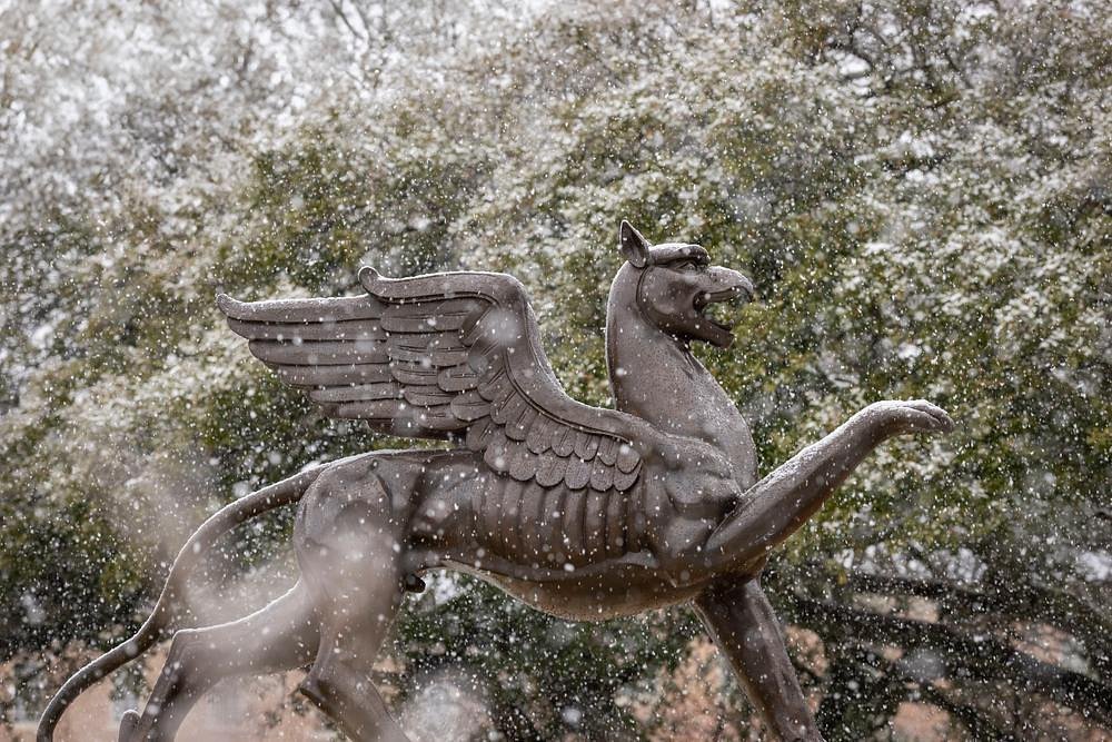 Snowy Griffin
